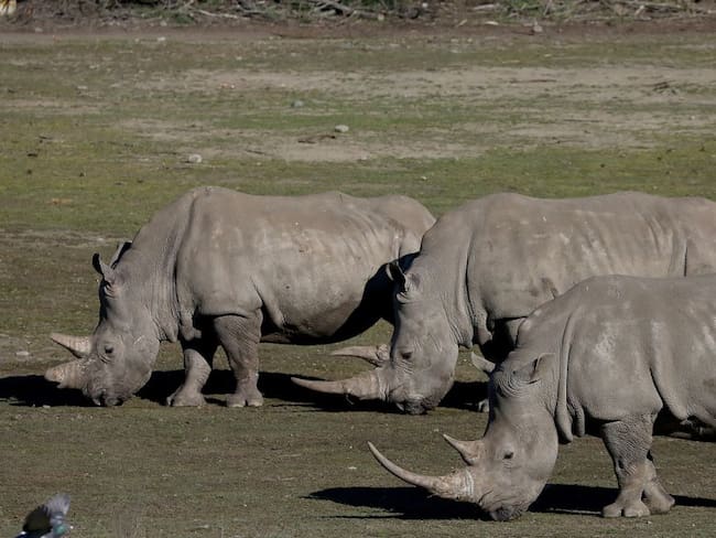 Científicos alemanes estudian doble vía para salvar a rinoceronte blanco