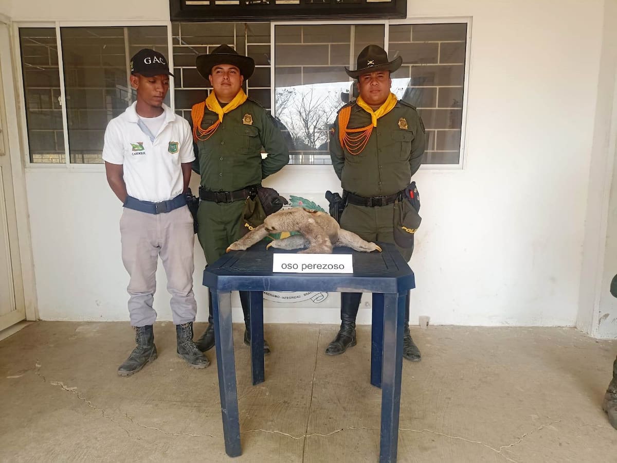 Oso Perezoso que fue rescatado envuelto en un saco listo para su comercialización