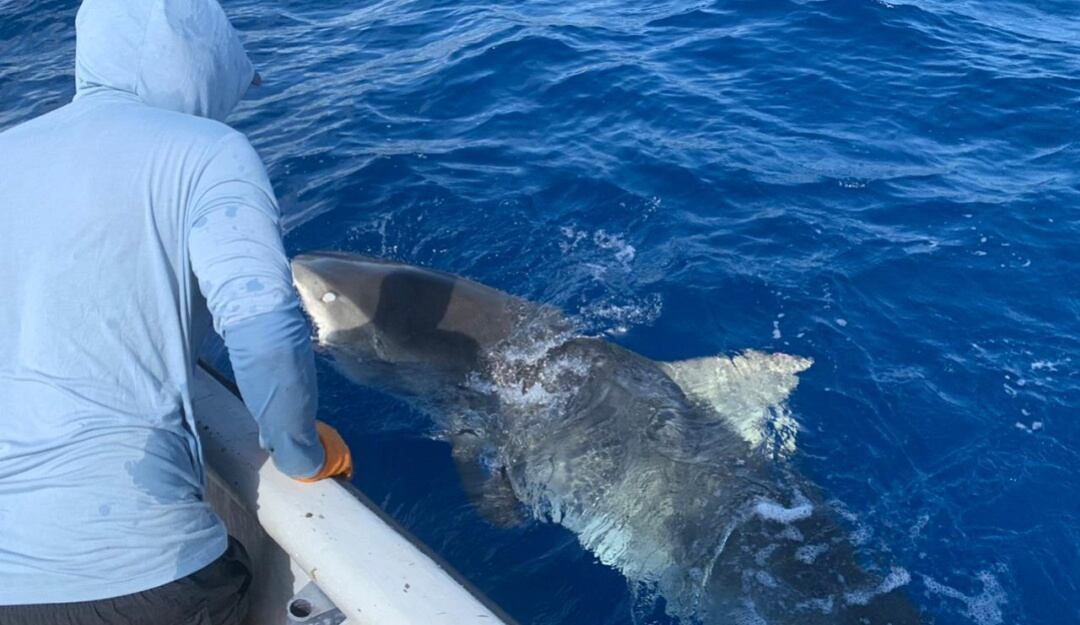 Tiburón rescatado en San Andrés.
