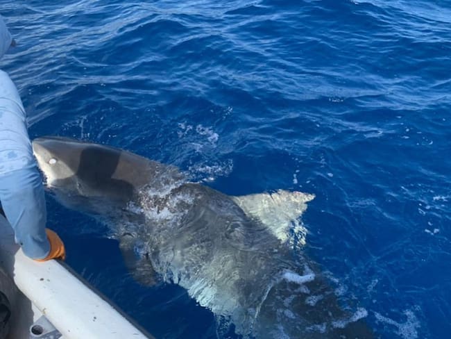 Tiburón rescatado en San Andrés.