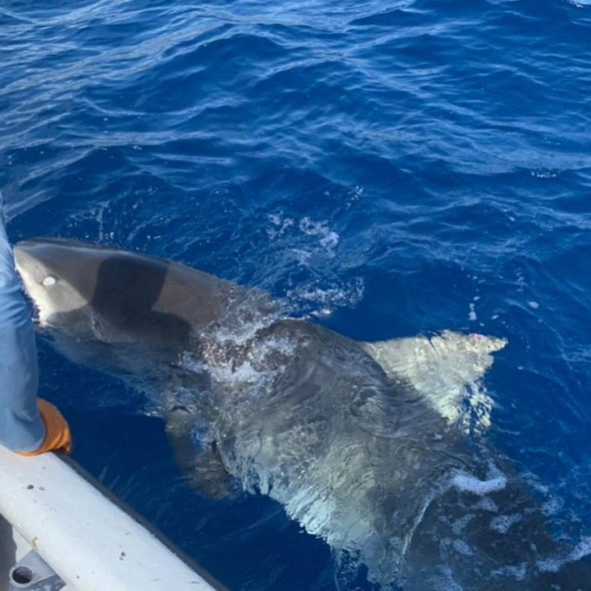 Coralina pone en zona segura a tiburón tigre en San Andrés