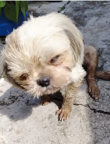 Perrita Luna. foto: juan_jimenezlara.