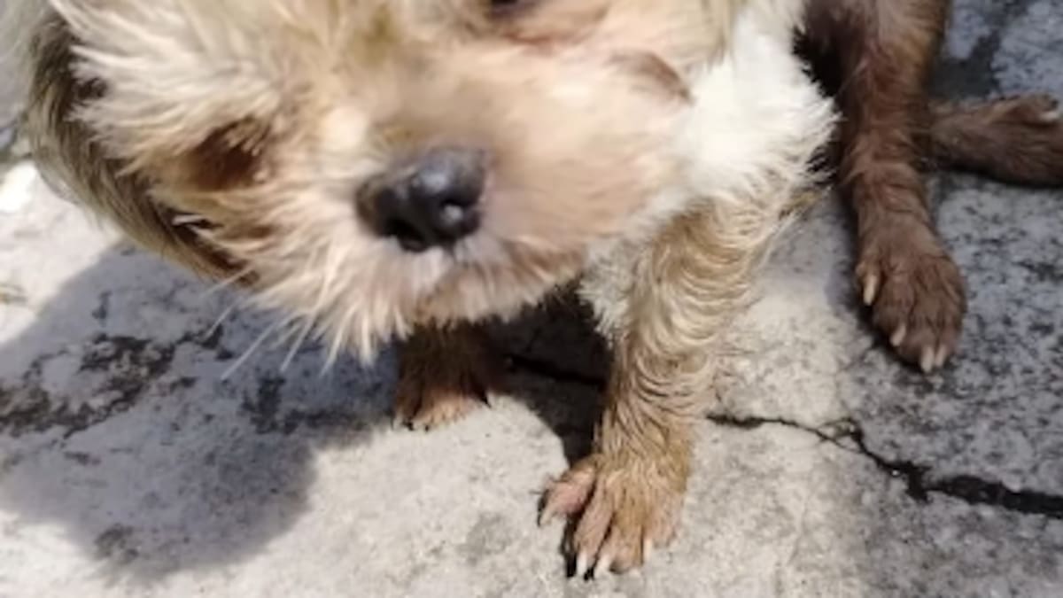Una perrita murió luego de ser abusada y golpeada en San Roque, Antioquia