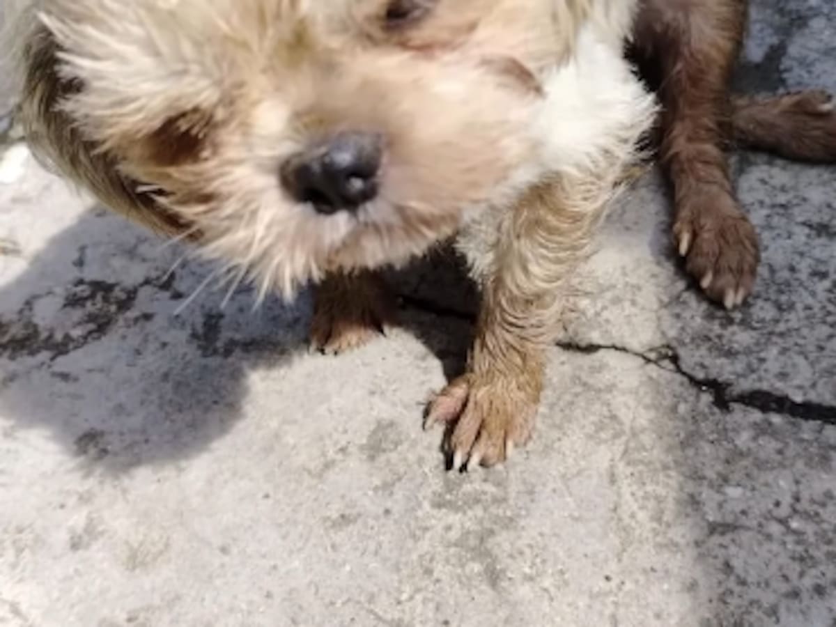 Una perrita murió luego de ser abusada y golpeada en San Roque, Antioquia