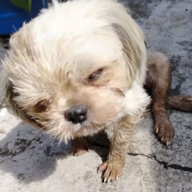 Perrita Luna. foto: juan_jimenezlara.