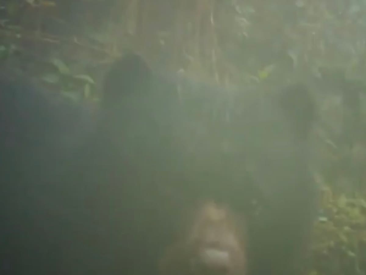 Cámaras captan a oso andino con su cría en La Calera: confirman que no atacan al ganado