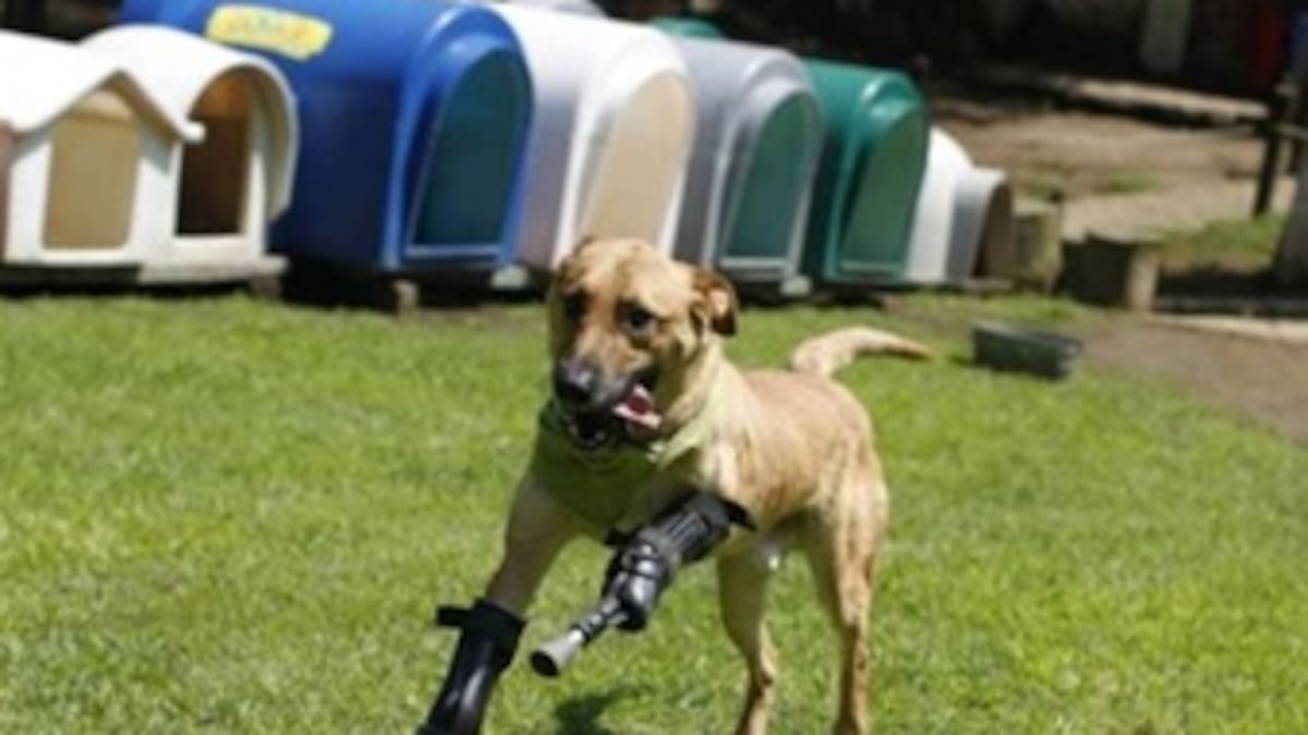 Un perro vuelve a caminar después de que narcos mexicanos le habían cortado las patas