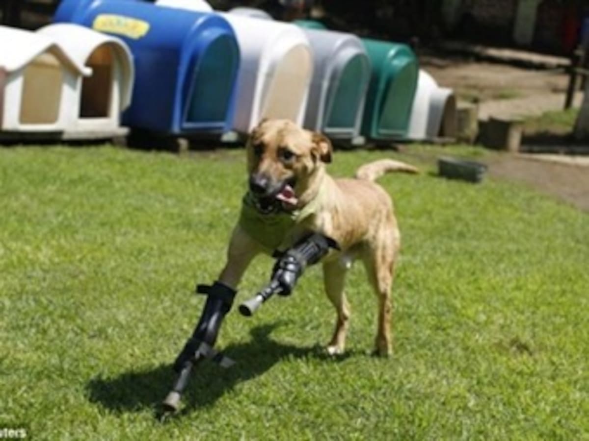 Un perro vuelve a caminar después de que narcos mexicanos le habían cortado las patas