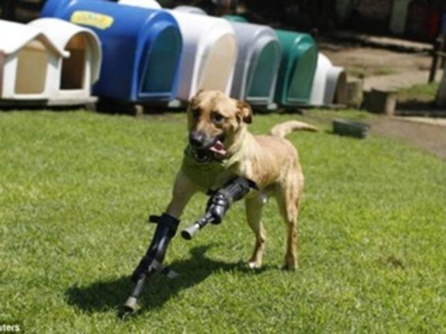 Un perro vuelve a caminar después de que narcos mexicanos le habían cortado las patas