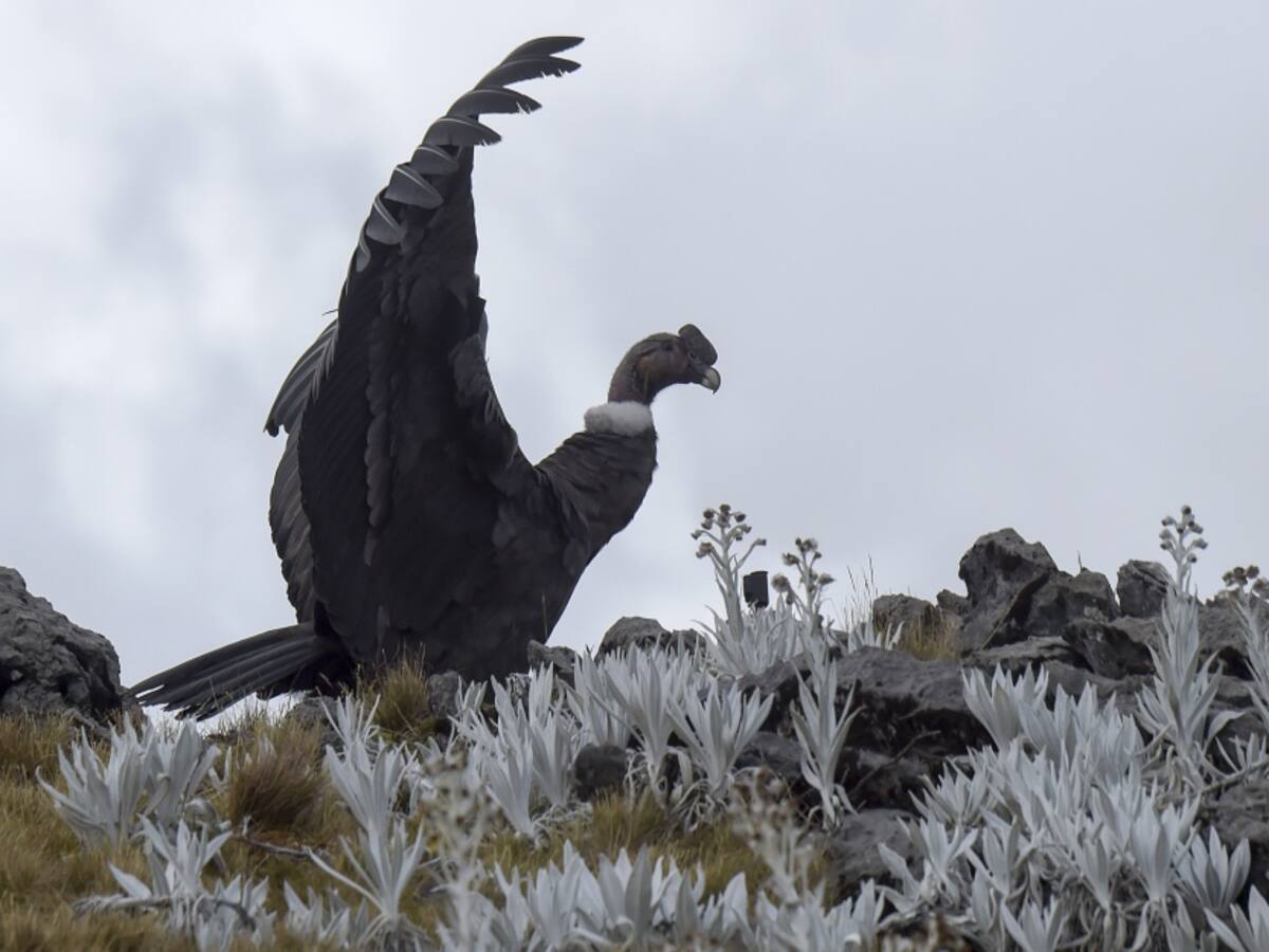 Ocho cóndores fueron avistados en Santander