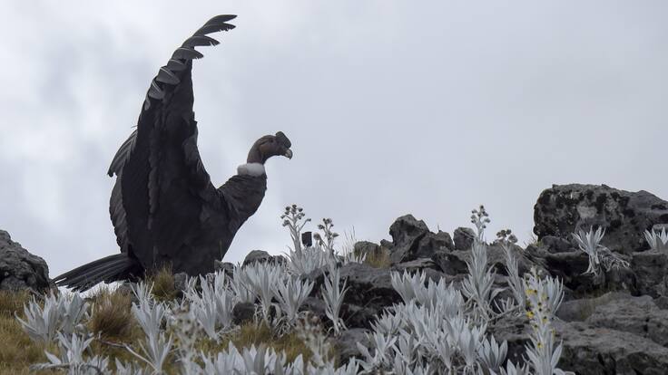 Ocho cóndores fueron avistados en Santander