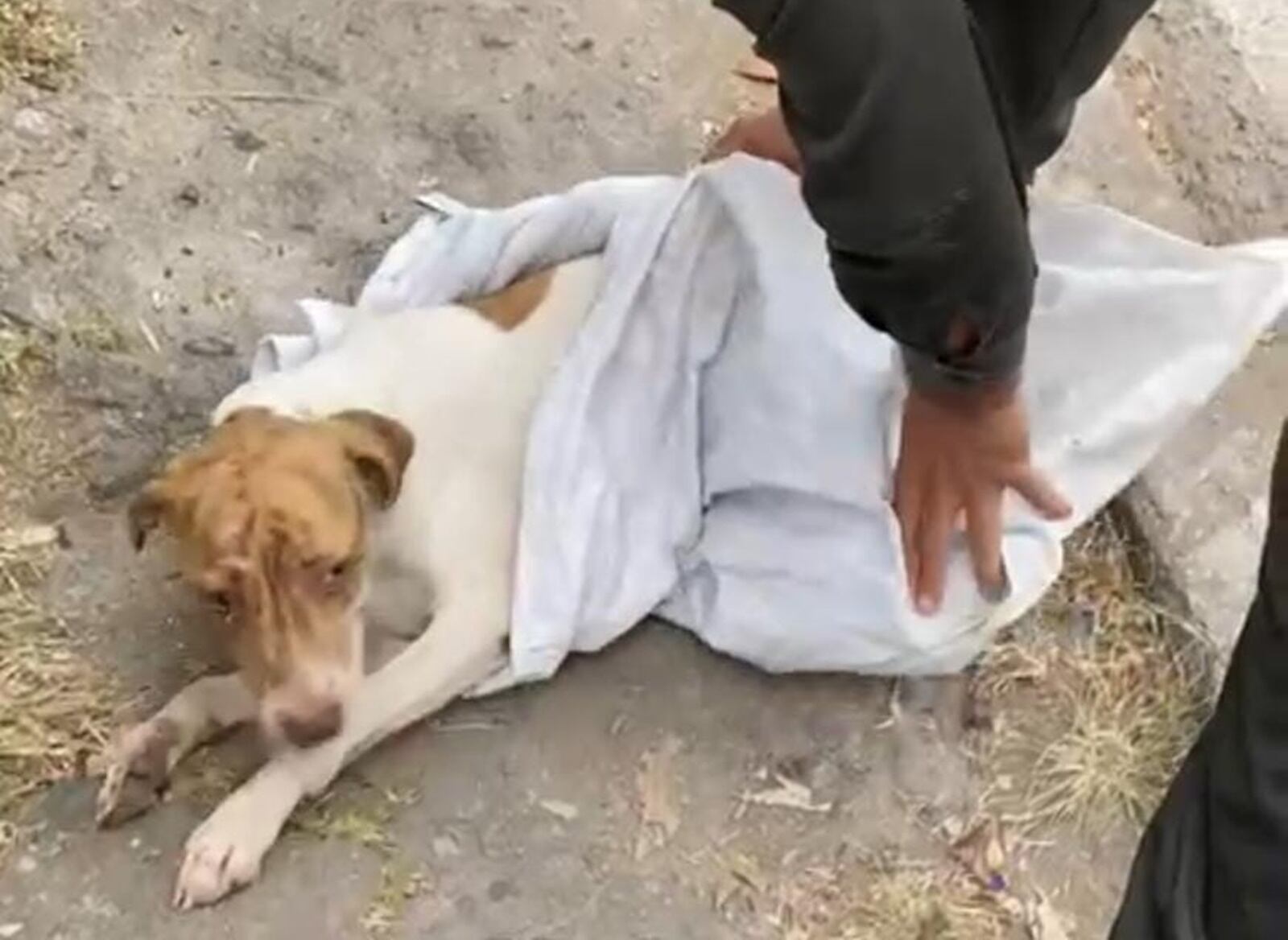 Perrito abandonado en Ibagué