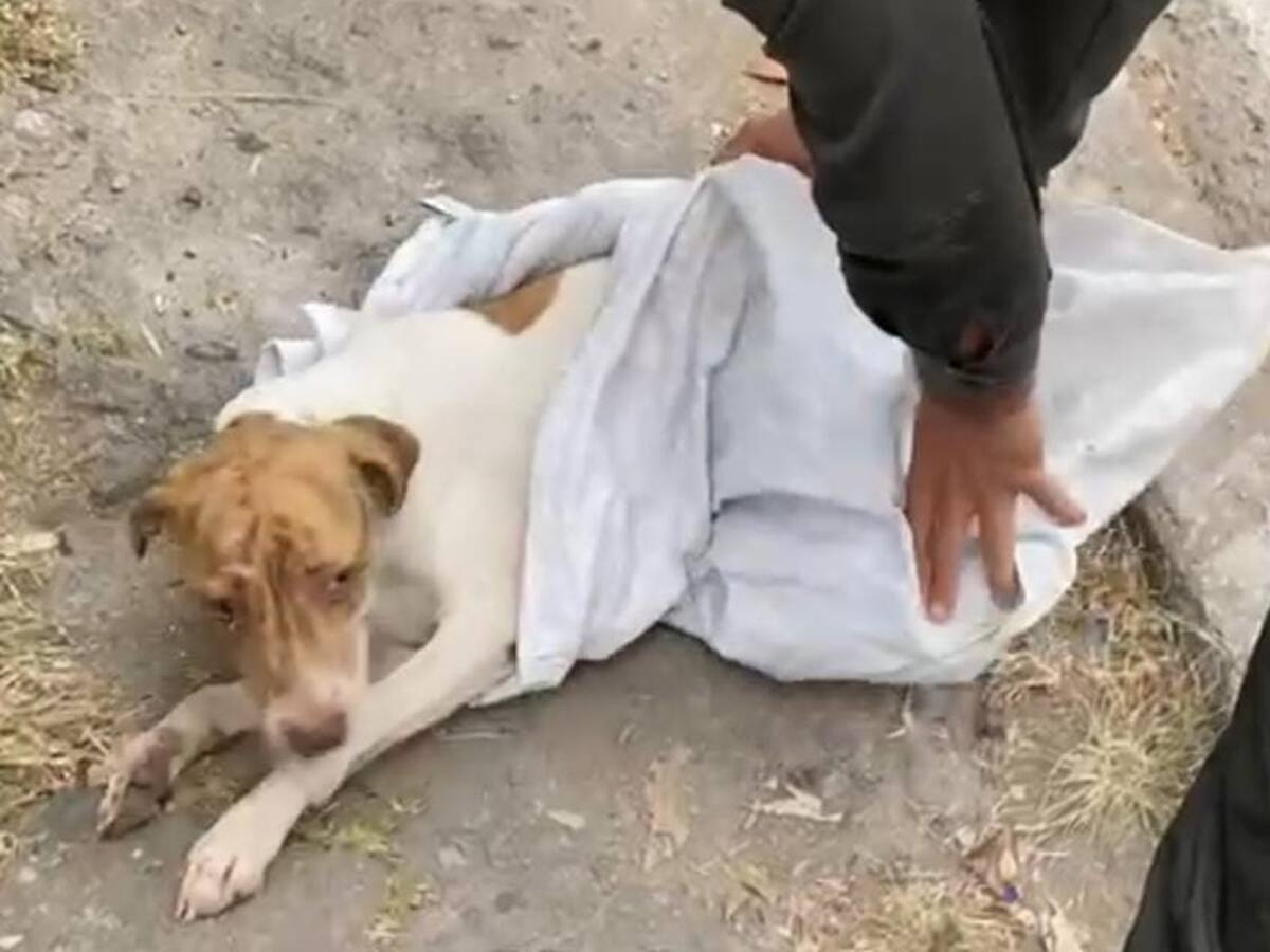 ¡Qué triste! Abandonan a un perrito en una calle de Ibagué porque estaba enfermo