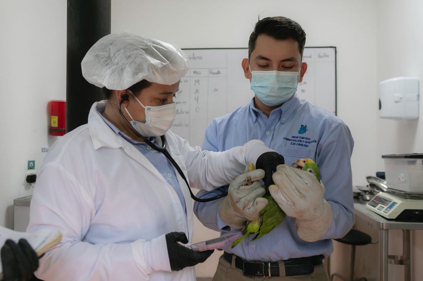 CAR lanza alerta nacional por atropellamiento de animales silvestres en vías: en 2025 murieron 93