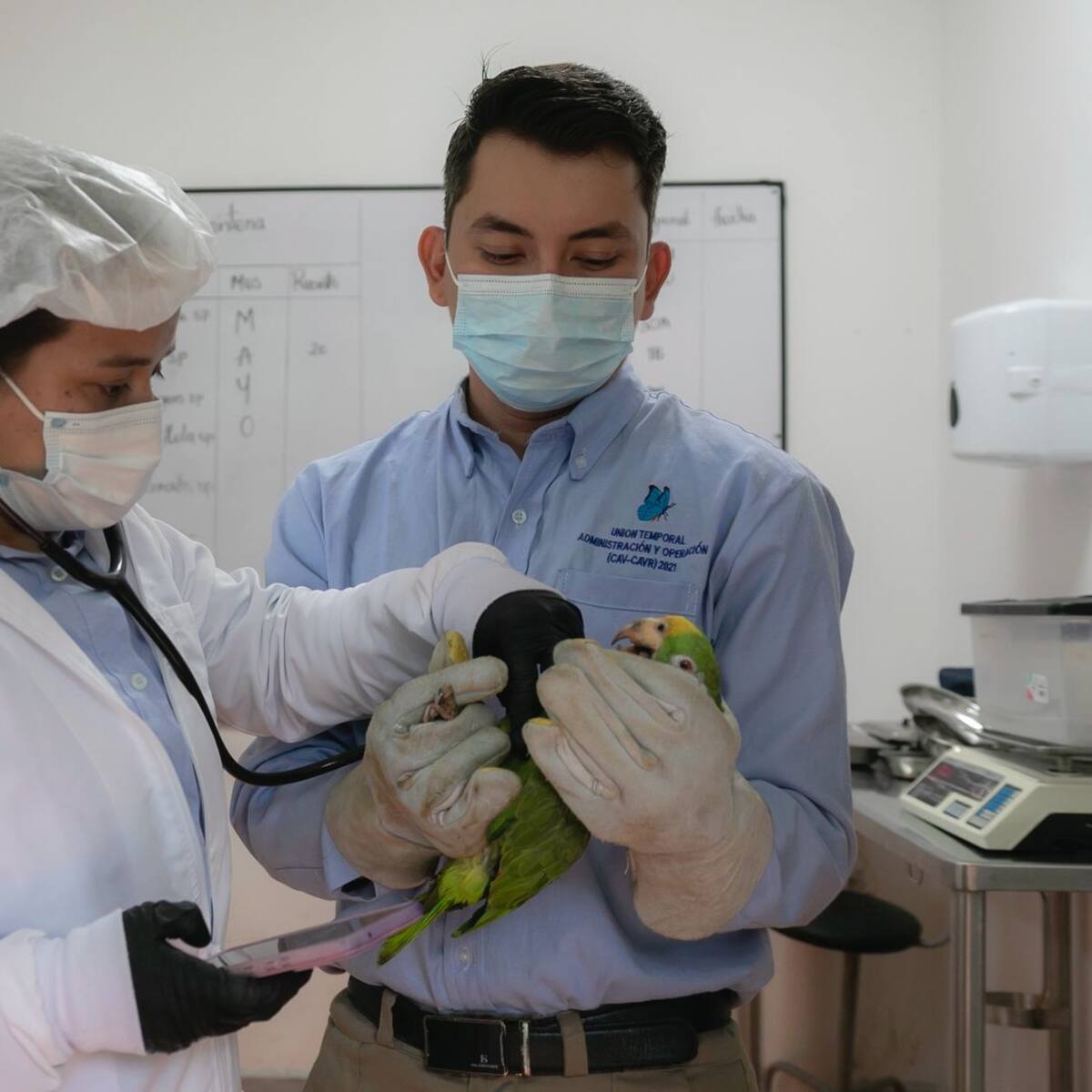 CAR lanza alerta nacional por atropellamiento de animales silvestres en vías: en 2025 murieron 93