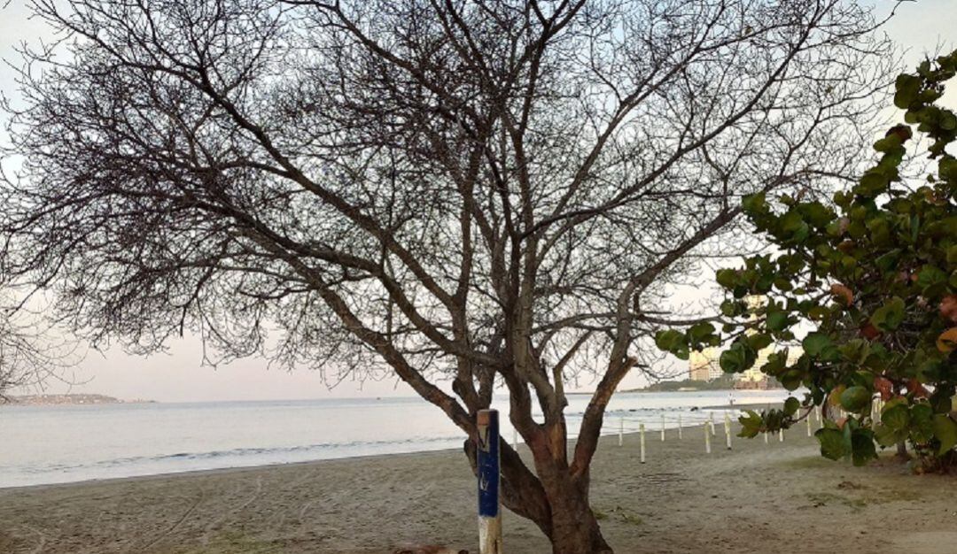 La fundación Verde que te Quiero Verde solicitó al EPA programar jornadas de tala y poda del ramaje muerto