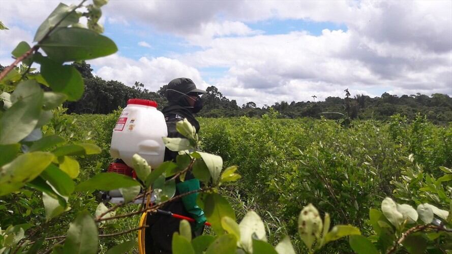 En lo que va del año se cuentan 3.000 hectáreas de cultivos ilícitos erradicadas en el país. Foto: Colprensa