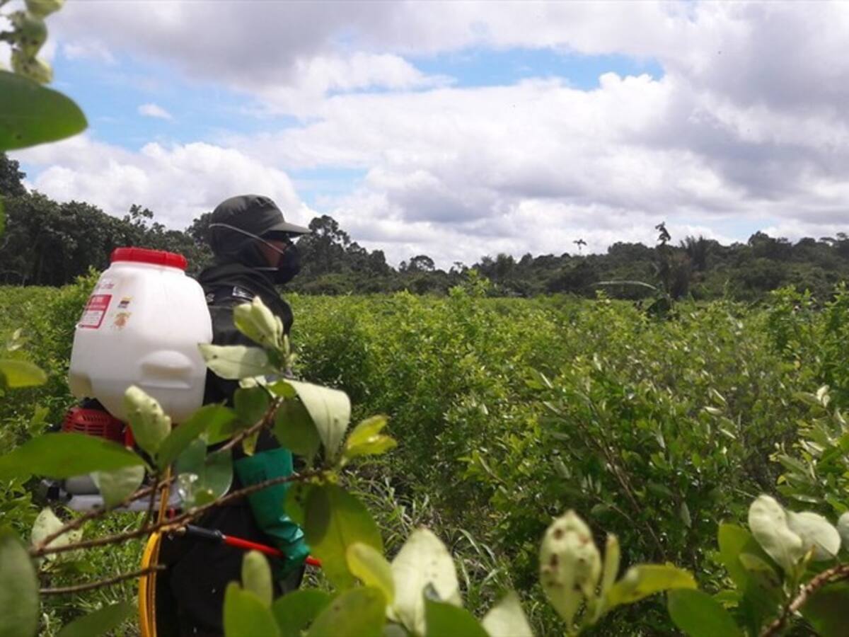 En 2017 se han erradicado 3.000 hectáreas de cultivos ilícitos: Santos