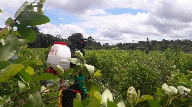 En lo que va del año se cuentan 3.000 hectáreas de cultivos ilícitos erradicadas en el país. Foto: Colprensa