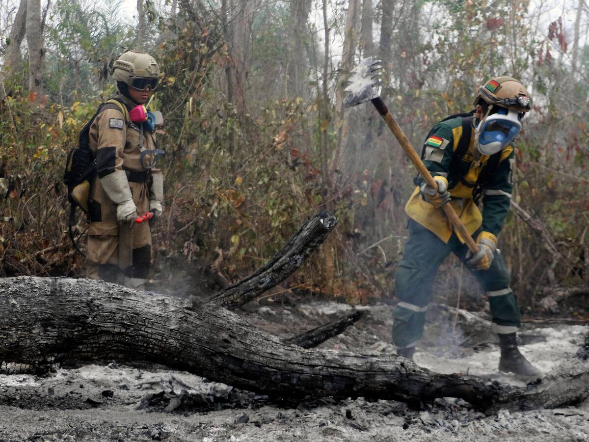 Miles de animales han muerto a causa de los incendios forestales en Bolivia