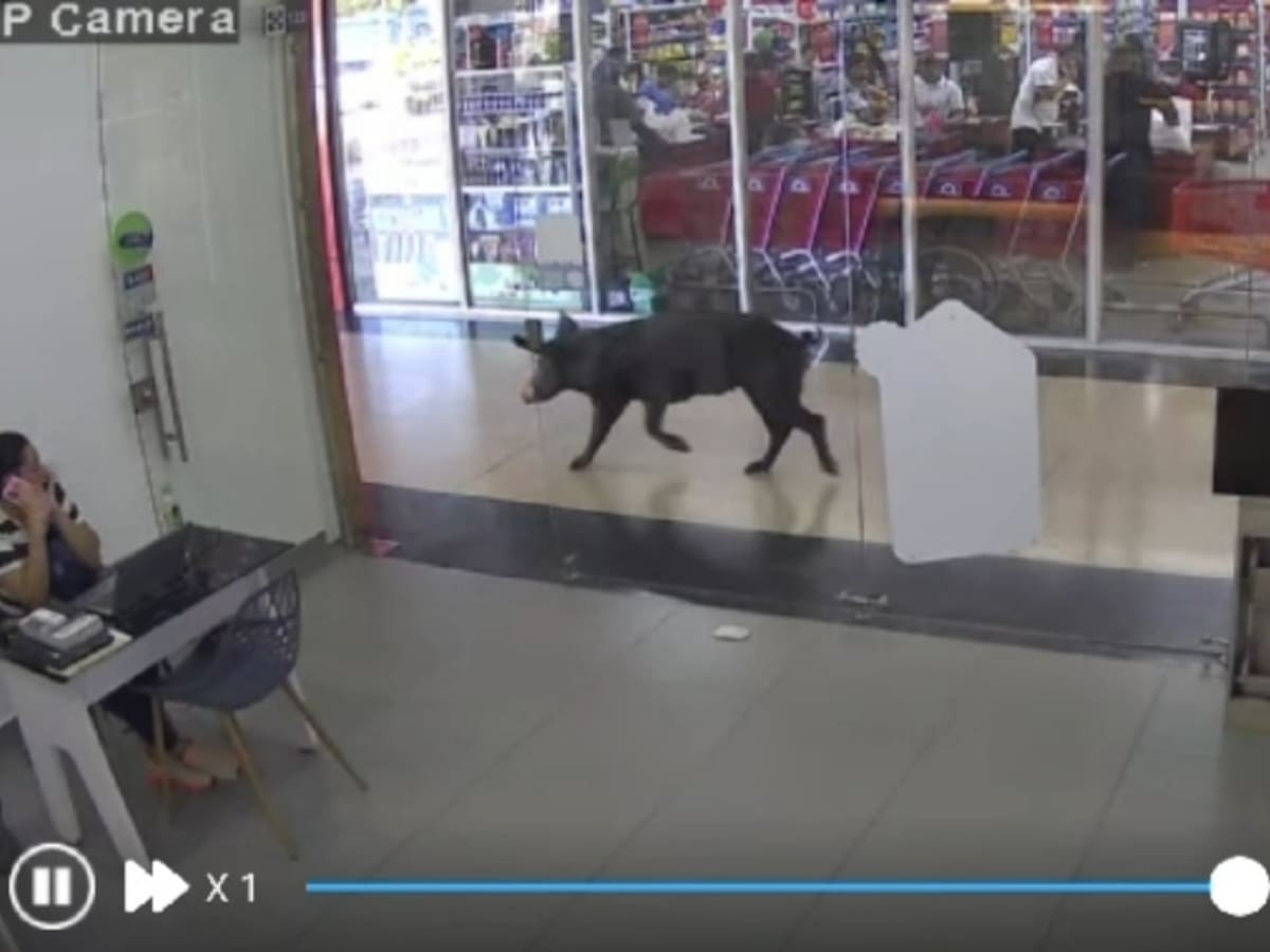 Habitantes de Parque Heredia piden frenar “granja de cerdos” que se ha tomado sus calles