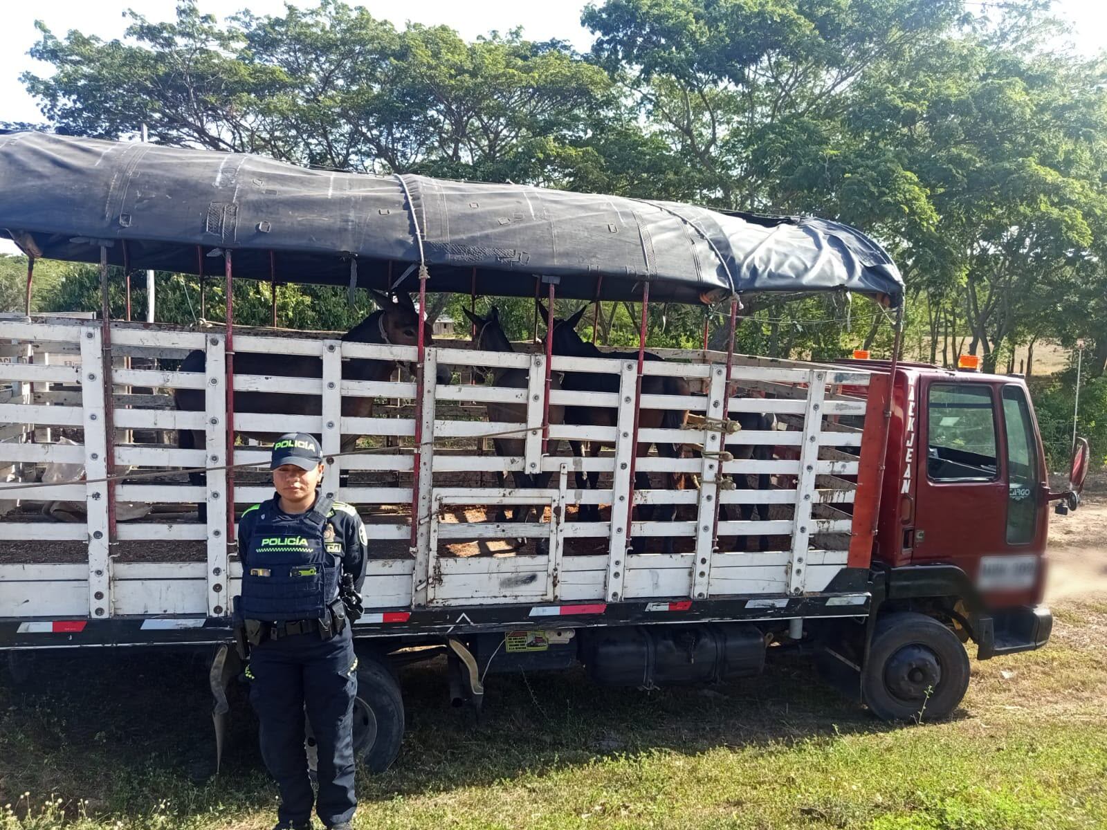 38 semovientes y 3 equinos incautados en el departamento de Bolívar