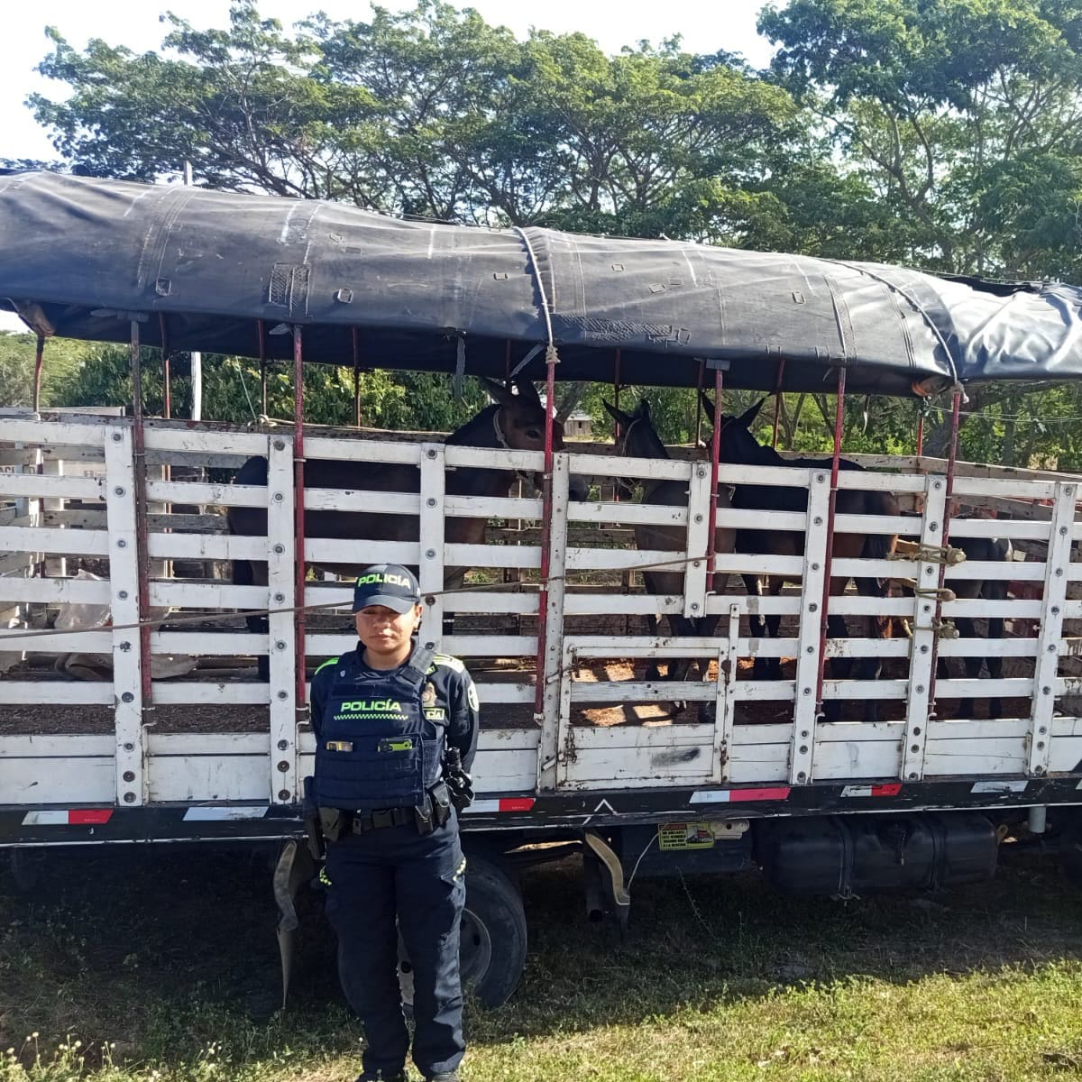 38 semovientes y 3 equinos incautados en el departamento de Bolívar
