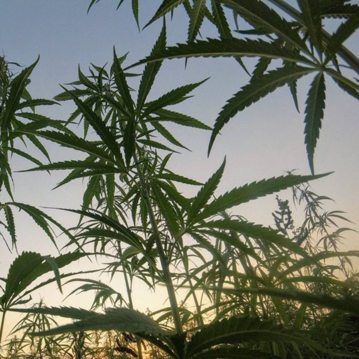 A dos debates de ser una realidad quedó la regulación de cannabis recreativo en Colombia