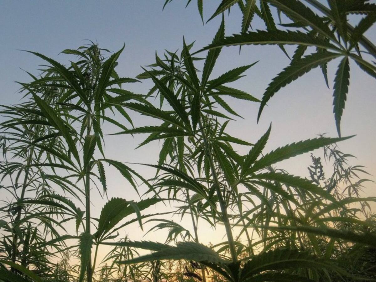 A dos debates de ser una realidad quedó la regulación de cannabis recreativo en Colombia