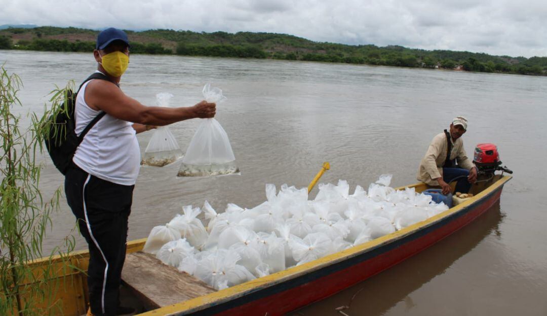 Repoblamiento de peces