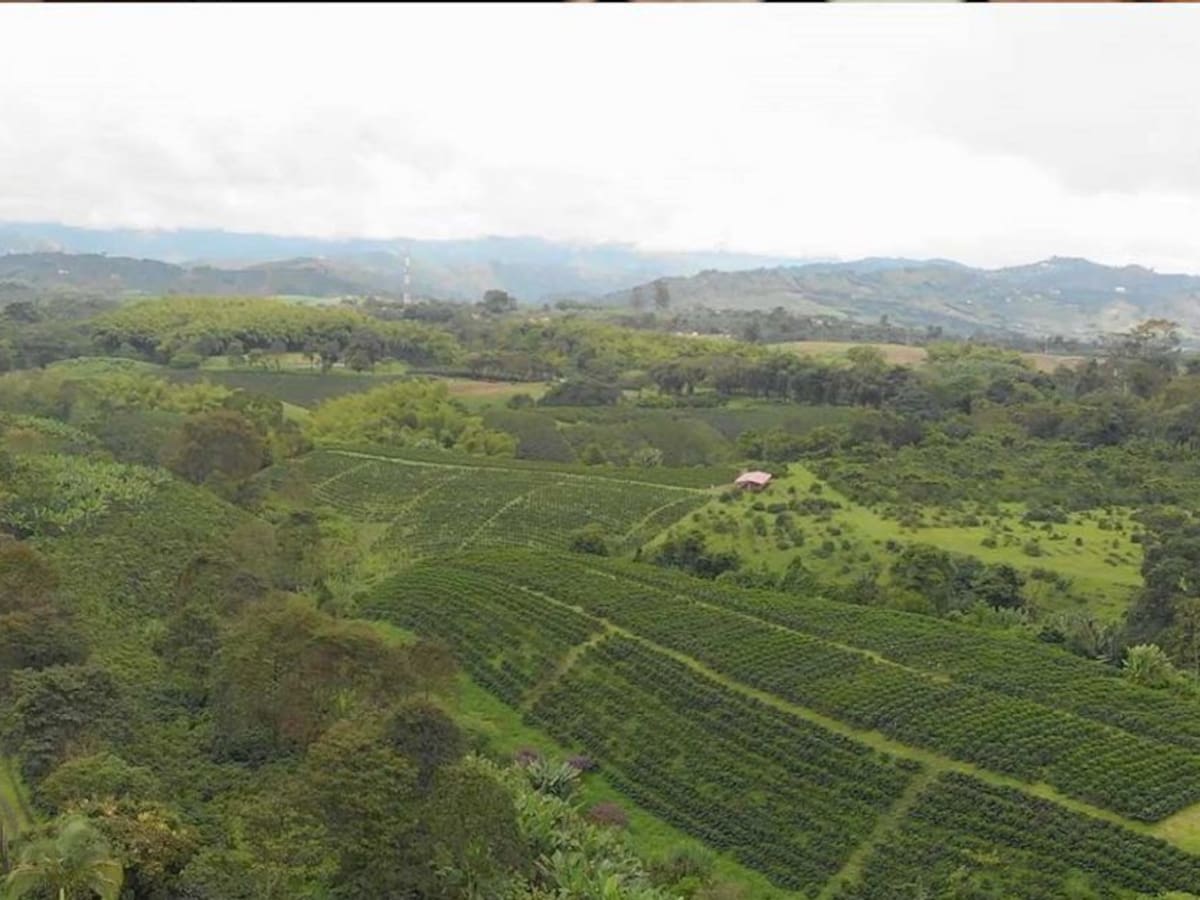 Los recorridos cafeteros se hacen en Caldas