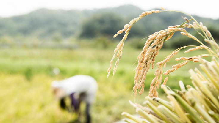 Inició el paro arrocero y Dignidad Agropecuaria pide soluciones al Gobierno