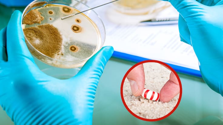 Cultivo de bacterias junto a una persona que está recogiendo un dulce de una alfombra (Fotos vía Getty Images)