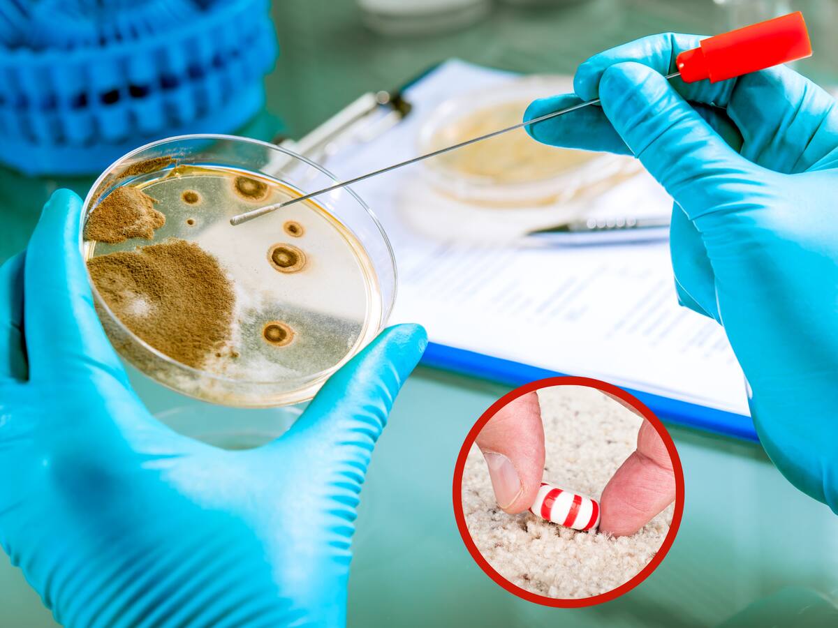 ¿La regla de los 5 segundos es cierta? La ciencia reveló la verdad de este mito