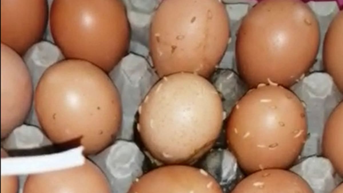 Denuncian que PAE de Santa Marta entrega huevos en mal estado