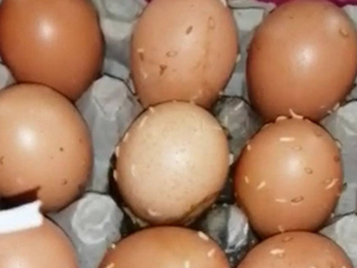 Denuncian que PAE de Santa Marta entrega huevos en mal estado