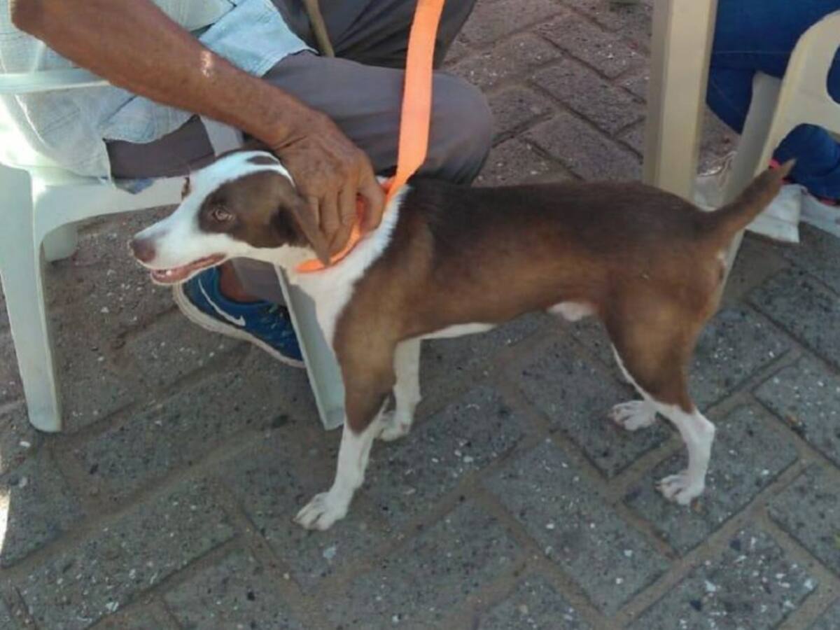 Vacunaron a más de 200 perros y gatos contra la rabia en Clemencia