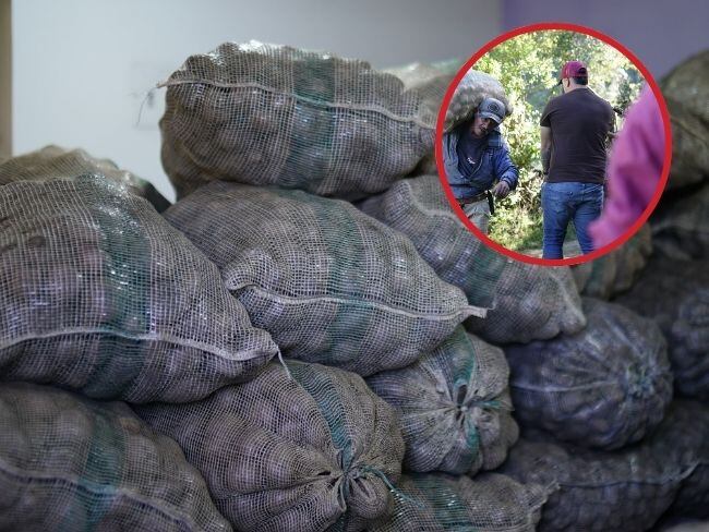 Región Metropolitana le comprará 900 toneladas de papa a campesinos de Cundinamarca.