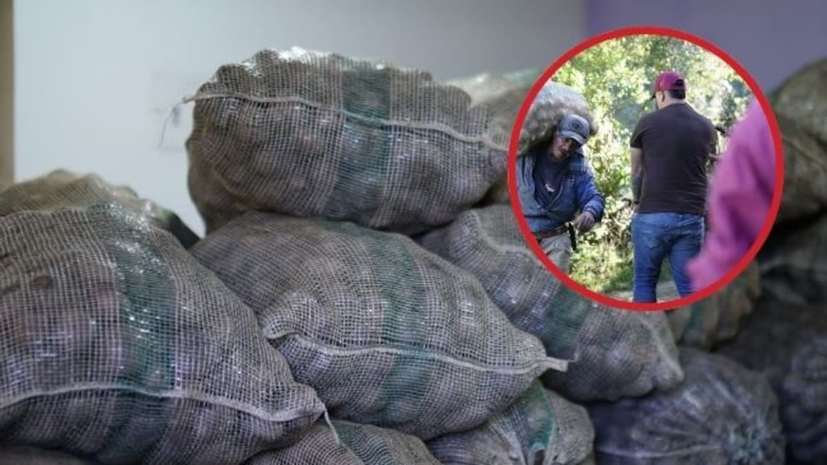 Región Metropolitana y Gobernación de Cundinamarca buscan salvar cosechas de papa