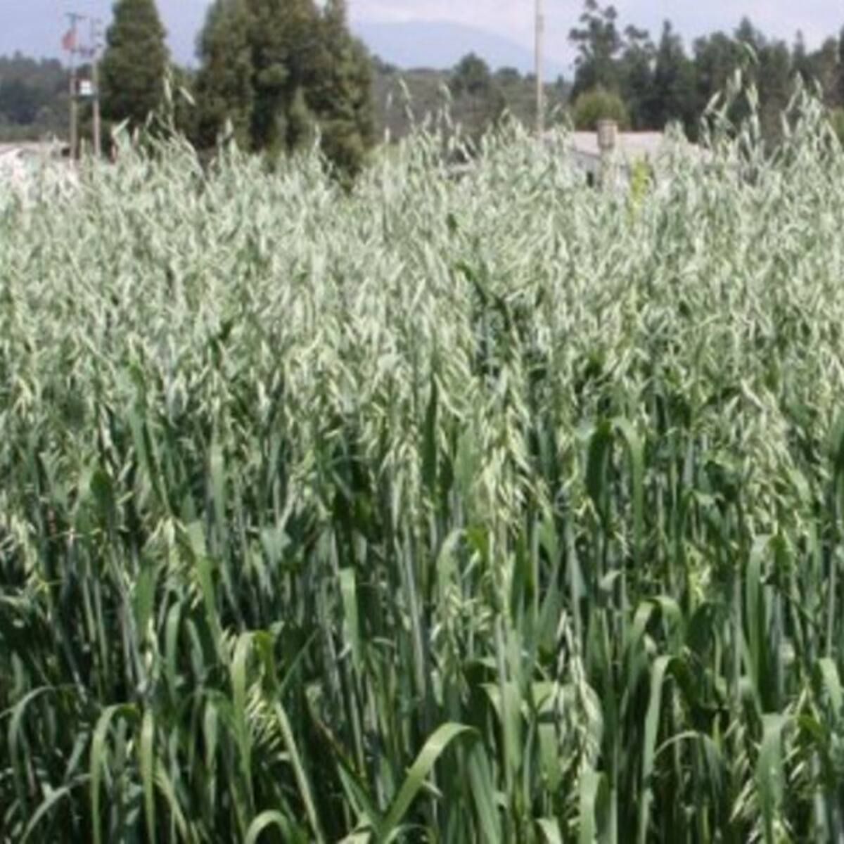 Avena forrajera, para que el ganado nos regale leche de mejor calidad