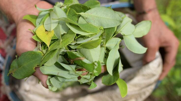 “Récord de cultivos ilícitos en Colombia es una amenaza”: Estados Unidos lanza alerta