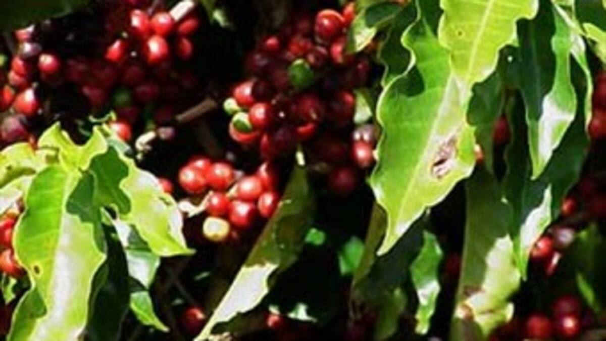 Cafeteros revisaron a la baja la meta de producción de café para 2011