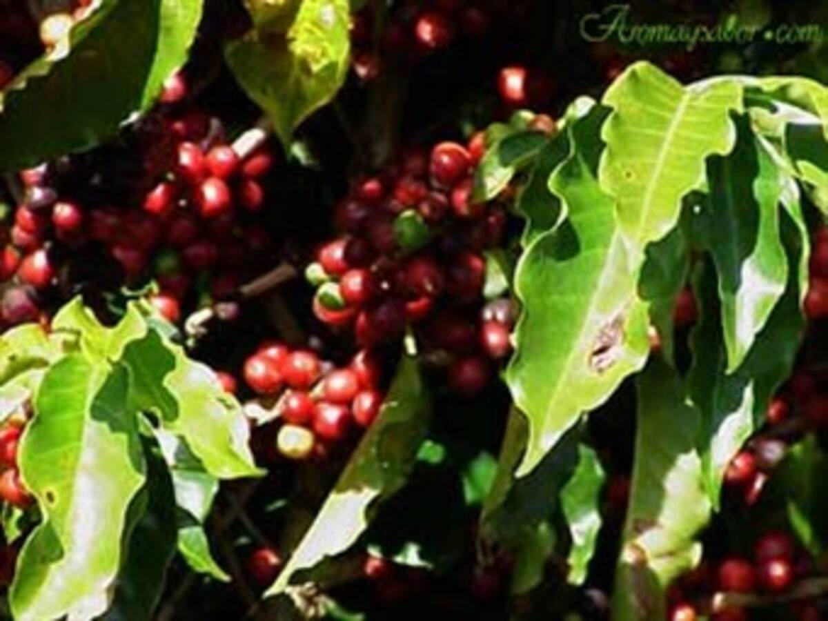 Cafeteros revisaron a la baja la meta de producción de café para 2011