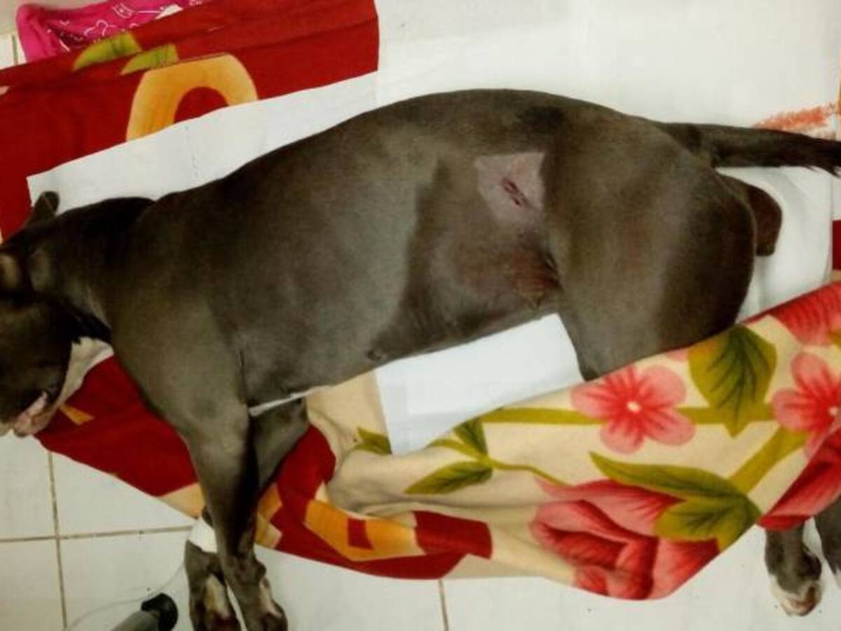 Aberrante caso de maltrato animal en Armenia, perra fue abusada por hombre