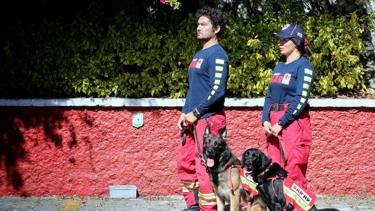 Terremoto en Turquía: Perros rescatistas viajan para apoyar equipos de búsqueda