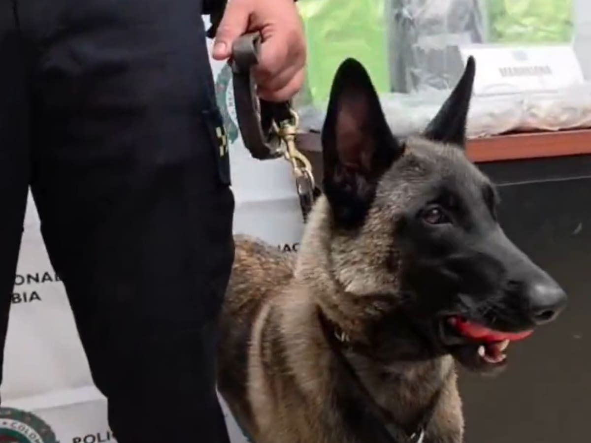 Perros antinarcóticos frustraron el envío de 10 kilos de marihuana por encomienda en Bogotá