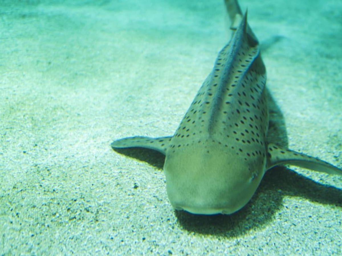 Se coordina liberación de tiburones gato en Santa Cruz del Islote