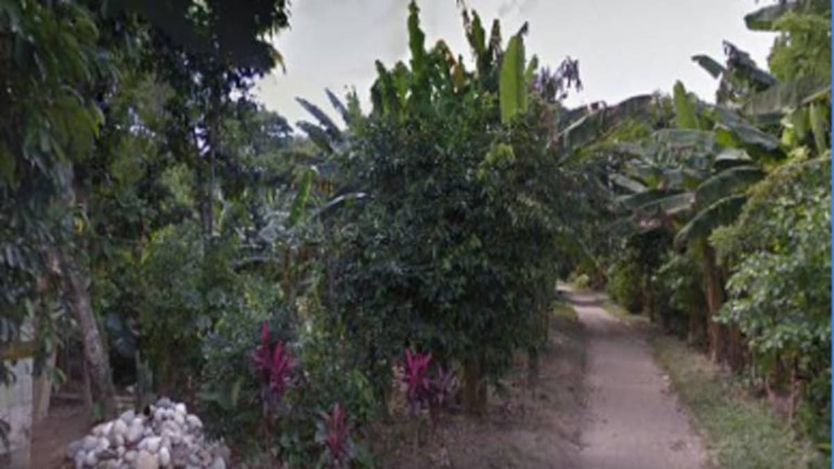 Temor por presencia de tigre en área rural de Santa Marta