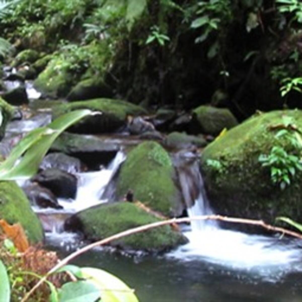 Conservación es insuficiente para salvar especies