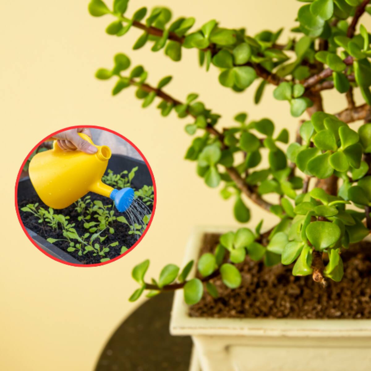 Cuidados de la planta de la abundancia y en dónde ponerla en el hogar: ¿qué significa?